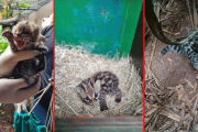 Itaipu celebra nascimento de filhote de gato-maracajá