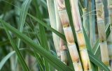 Agronegócio brasileiro também lidera a produção de petróleo verde