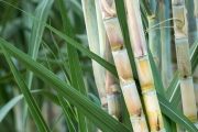 Agronegócio brasileiro também lidera a produção de petróleo verde