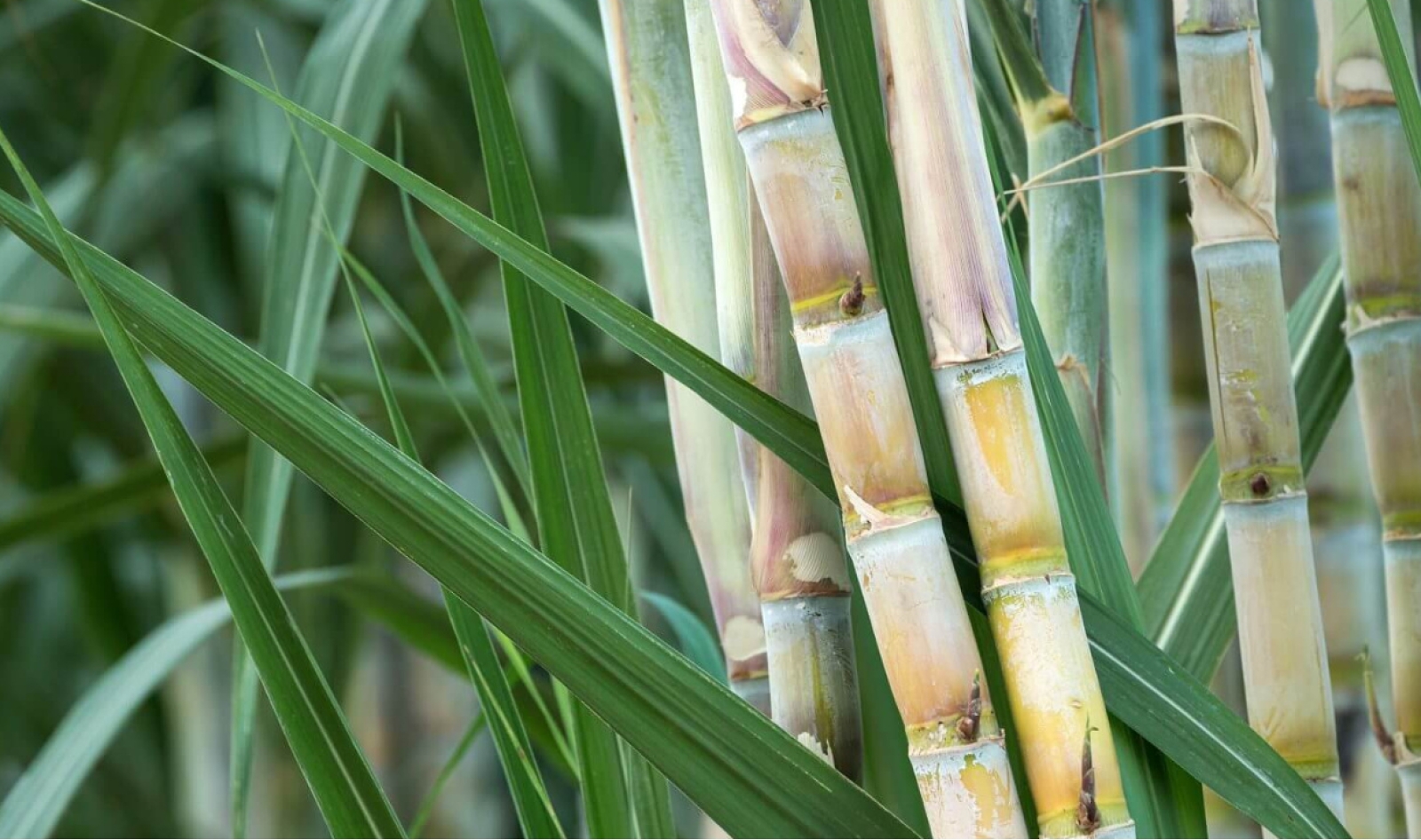 Agronegócio brasileiro também lidera a produção de petróleo verde