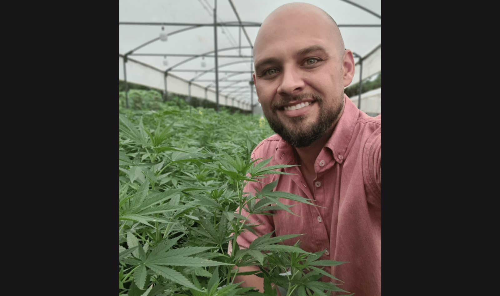 Cânhamo: ativo bilionário estratégico para a bioeconomia e o agronegócio