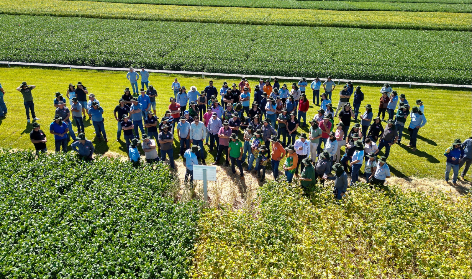 Ganho de produtividade pela pesquisa de cultivares é destaque do 35º Dia de Campo Copacol