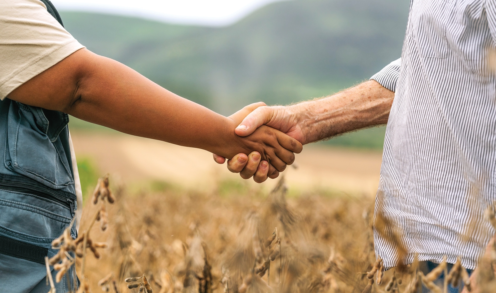 Sicredi antecipa atuação no Plano Safra e reforça compromisso com o agronegócio