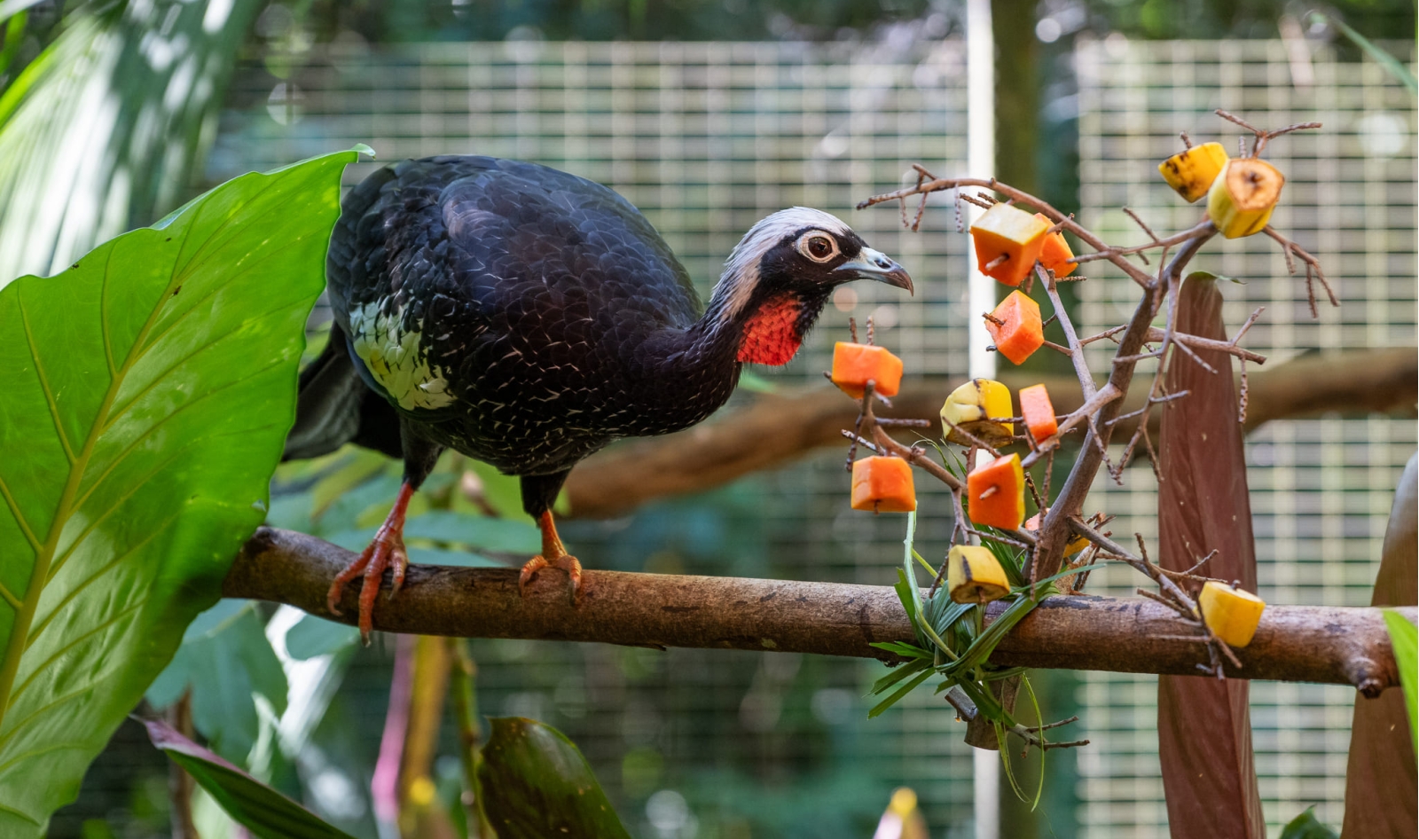 Zoo do Refúgio Biológico Bela Vista passa a integrar rede da Azab